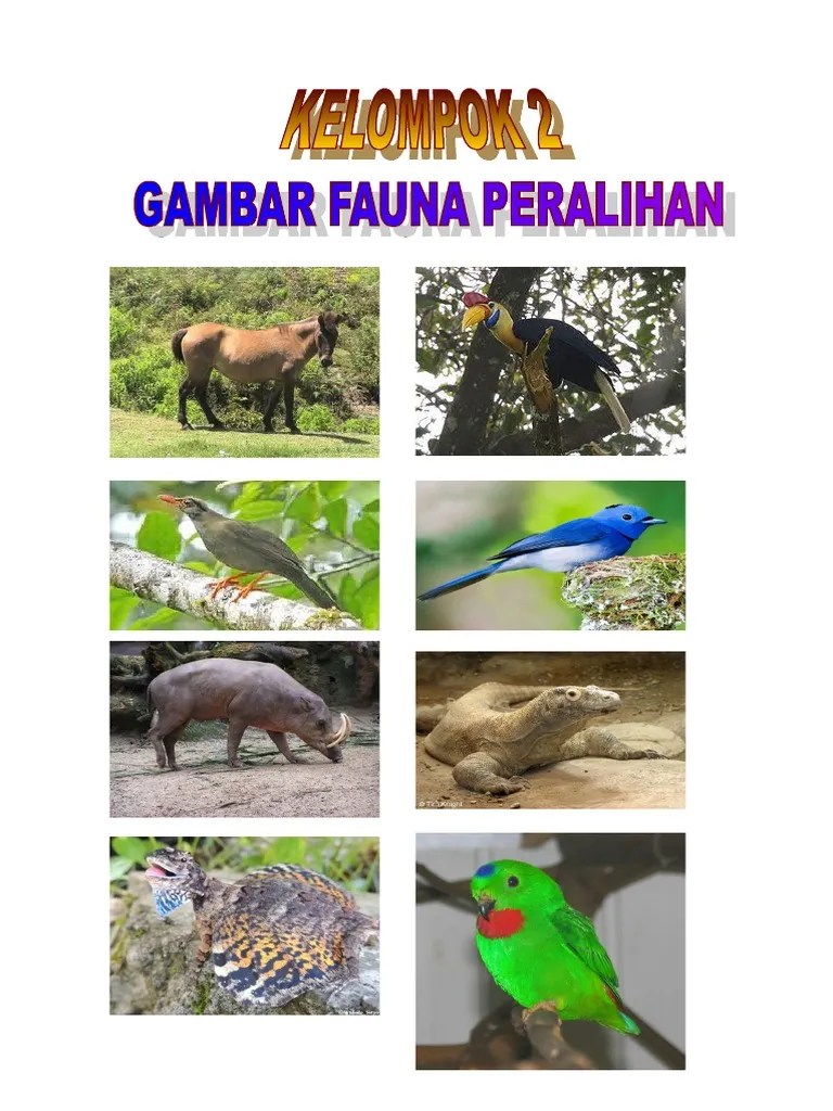 Fauna Peralihan ~ 35+ images fauna tipe asiatis fauna tipe peralihan dan  fauna tipe, ciri ciri fauna tipe peralihan, keanekaragaman hayati di  indonesia