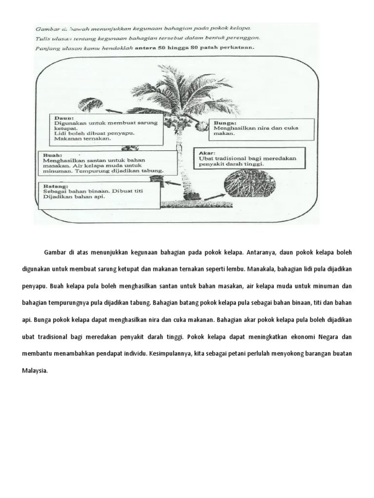 Hiasan batang pokok hitam elemen grafik gambar psd. Jawapan Kegunaan Pokok Kelapa Pdf