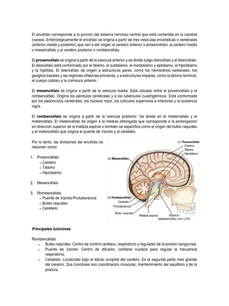 Encéfalo | PDF | Cerebro | Glándula Pituitaria