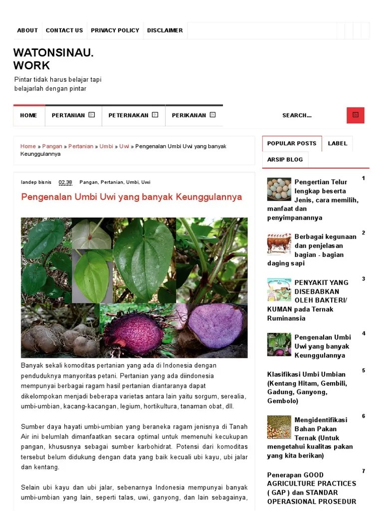 Umbi Uwi | PDF