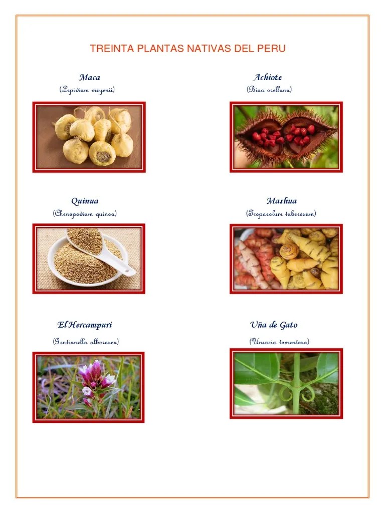 Treinta Plantas Nativas Del Peru | PDF