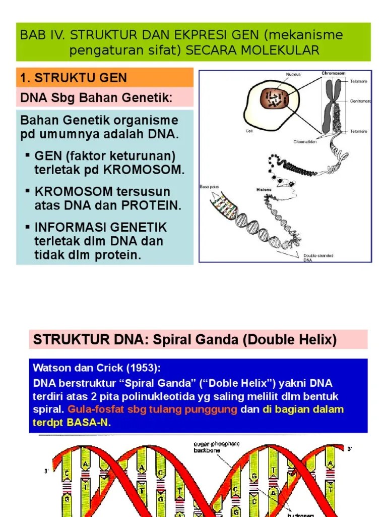 Struktur Gen | PDF
