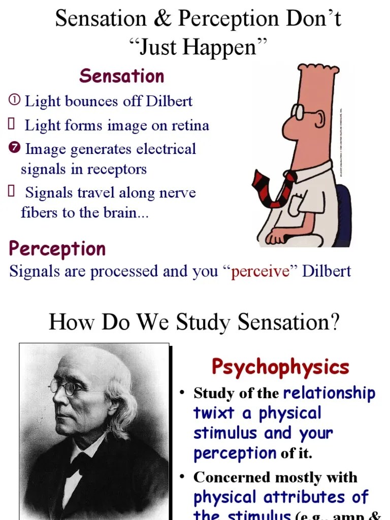 Perception | PDF | Color | Subjective Experience