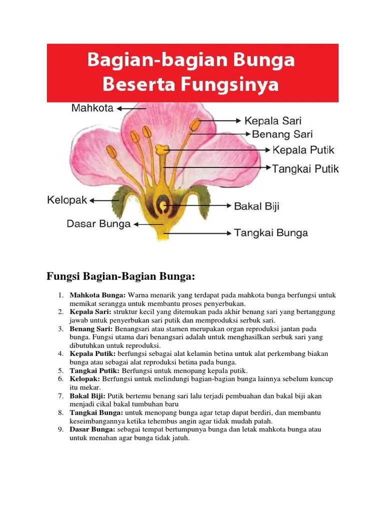 Kelopak bunga adalah bagian terluar dari bunga yang menutupi mahkota, jika masih berupa kuncup. Fungsi Bagian Bunga Pdf