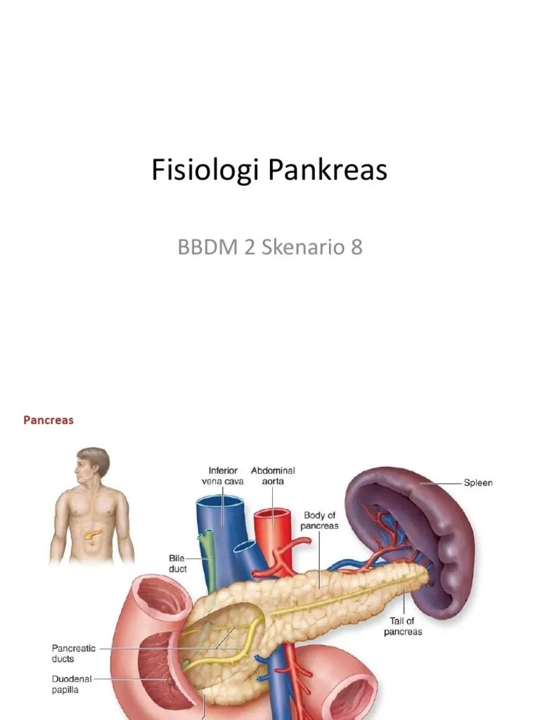 Fisiologi Pankreas | PDF
