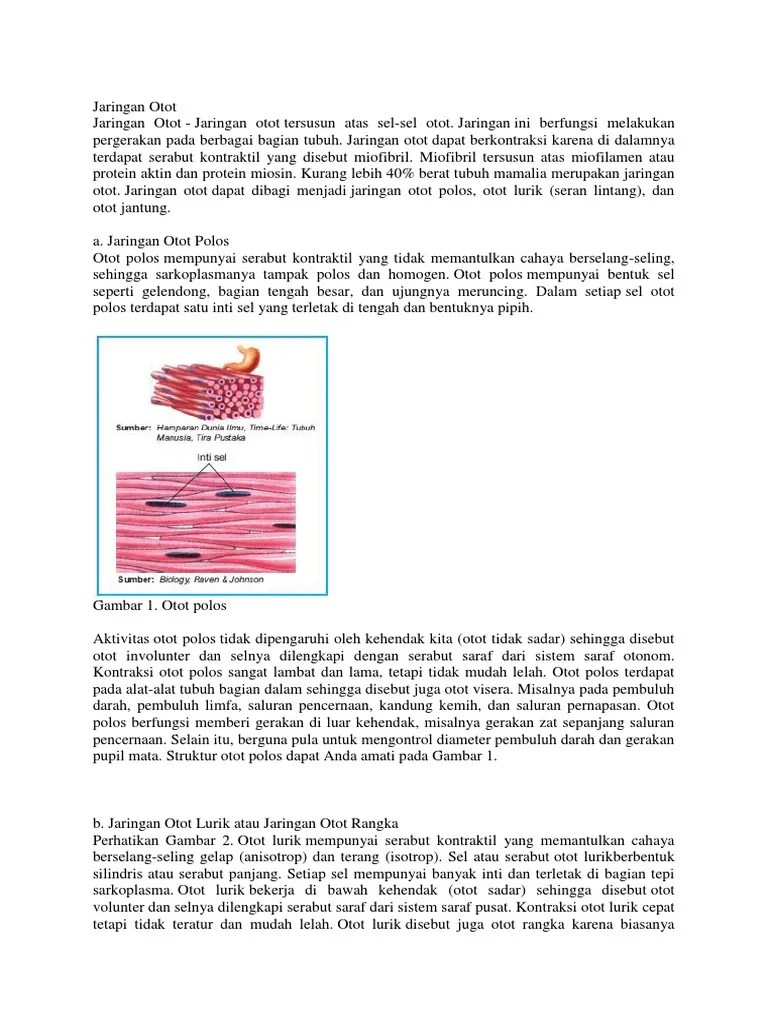 Inti Sel Otot Polos Terletak Di