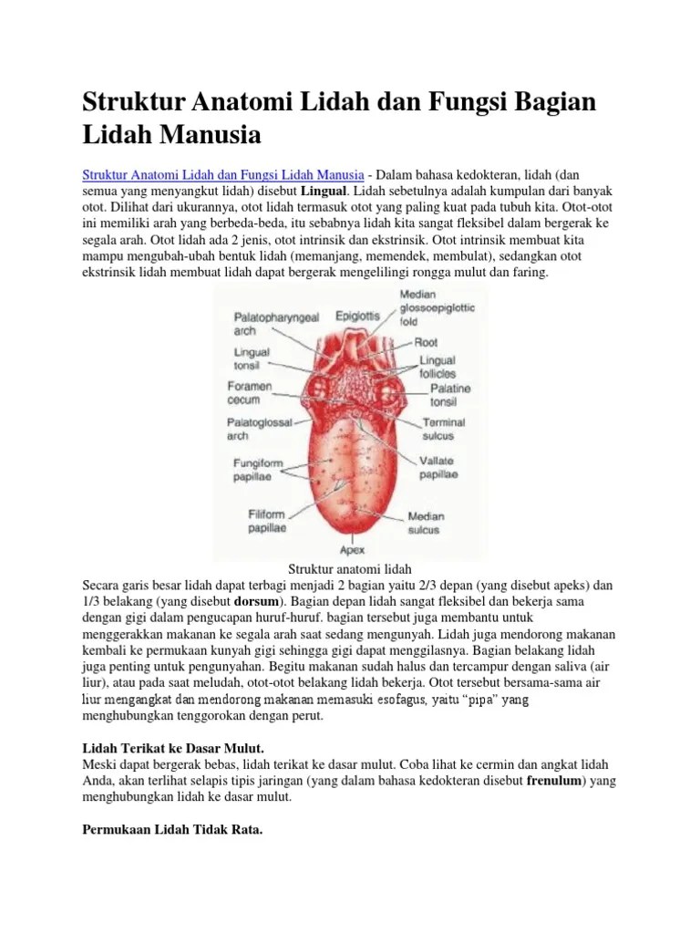 Lidah adalah kumpulan otot rangka pada . Struktur Anatomi Lidah Dan Fungsi Bagian Lidah Manusia Pdf