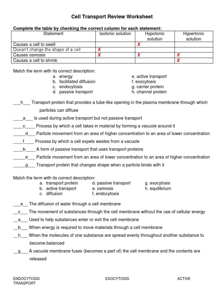 Learn vocabulary, terms, and more with flashcards, games, and other study tools. Cell Transport Review Worksheet Pdf Osmosis Cell Membrane