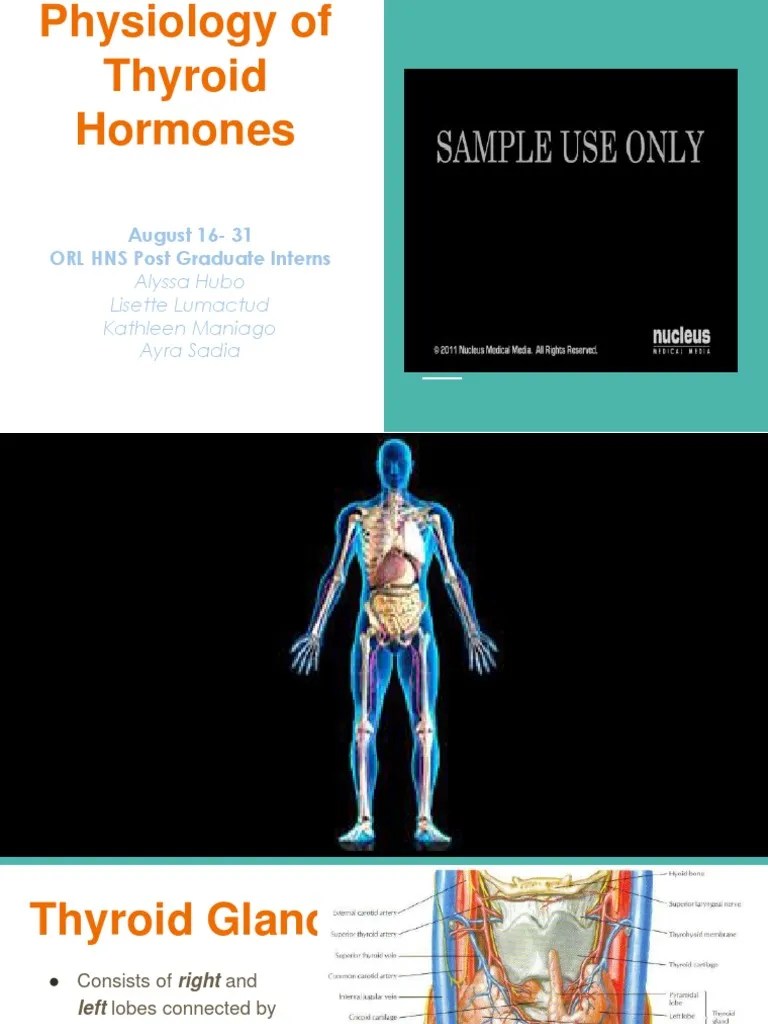Thyroid Physiology | PDF | Thyroid | Thyroid Stimulating Hormone