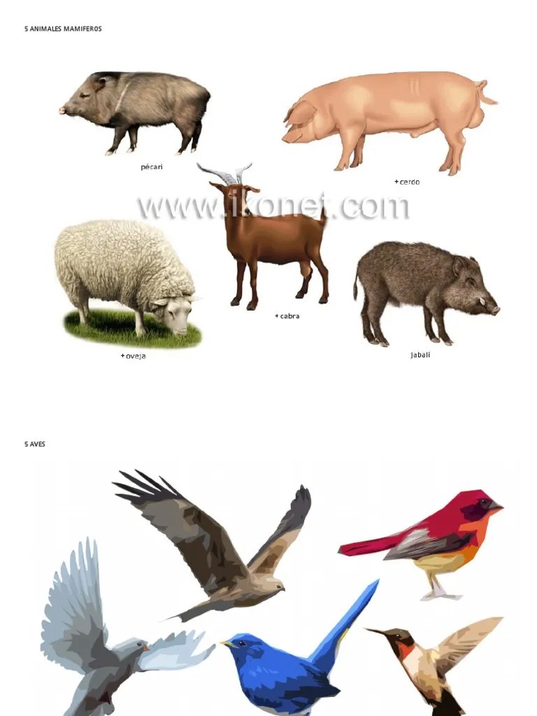 5 Animales Mamiferos | PDF