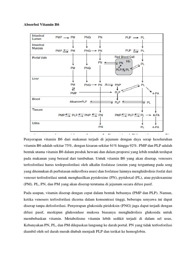 Absorbsi Vitamin B6 | PDF