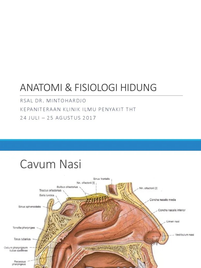 Anatomi Hidung | PDF