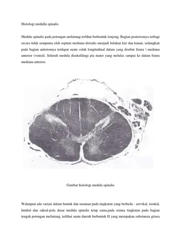Histologi Medulla Spinalis | PDF