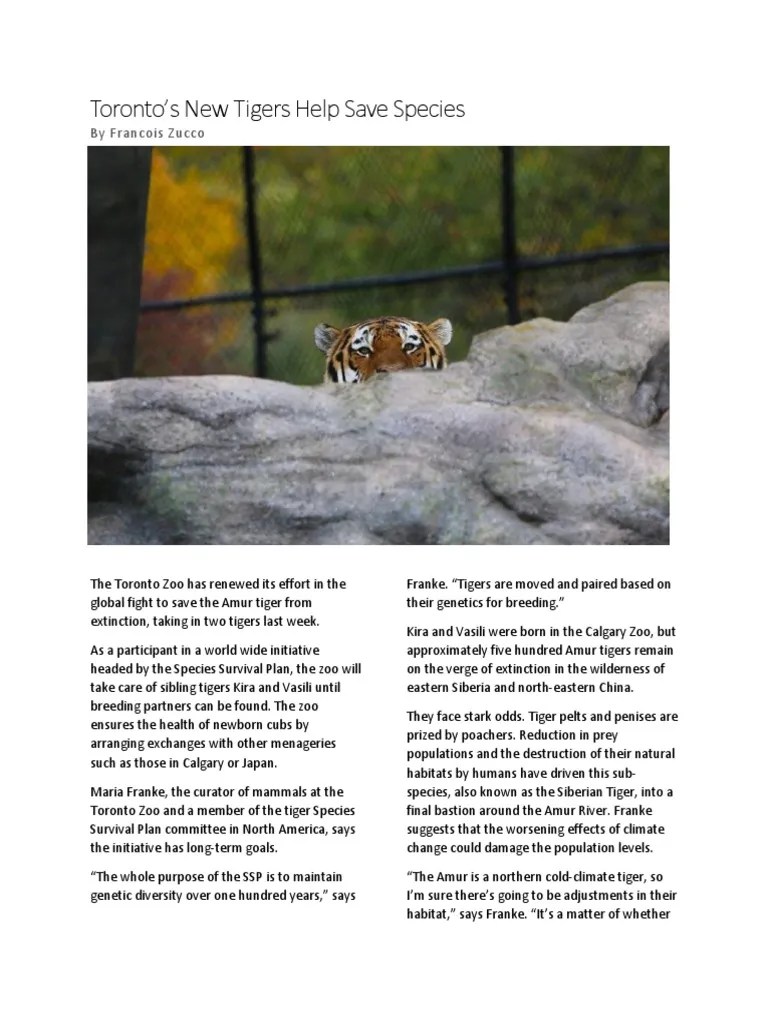 Tiger Article Final Edited | PDF | Tiger | Poaching