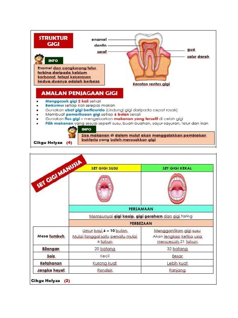 Amalan Penjagaan Gigi Sains Tahun 3 : Sains Tahun 3 Penjagaan Kesihatan Gigi Youtube