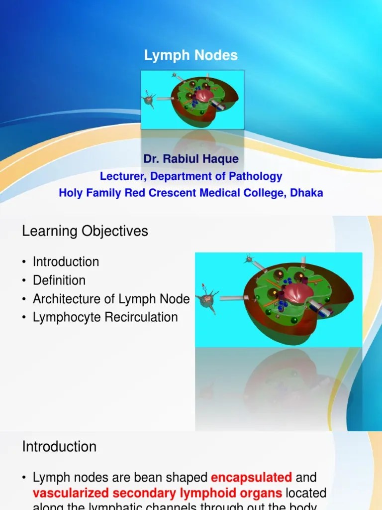 Lymph Nodes 2018 | PDF | Lymph Node | Lymphatic System