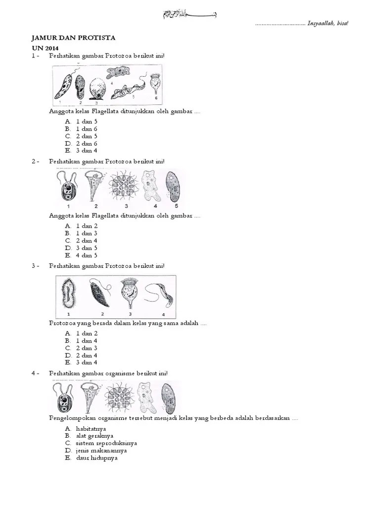 Soal dan pembahasan protista (biologi x). Latihan Soal Bab Jamur Dan Protista Pdf