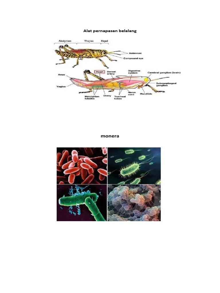 Alat Pernapasan Belalang | PDF