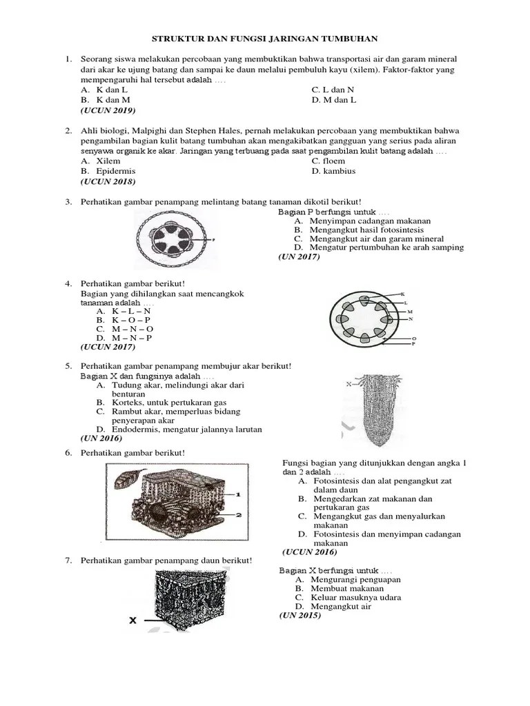 STRUKTUR DAN FUNGSI JARINGAN TUMBUHAN | PDF