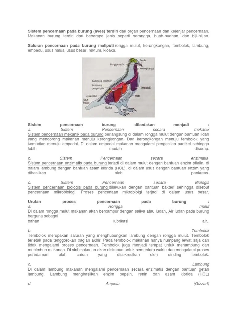 Sistem Pencernaan Pada Aves Pada bagian mulut terdapat paruh dan lidah.