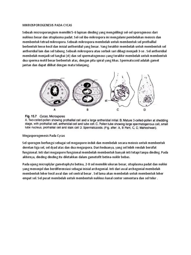 Sporogenesis Pada Cycas | PDF