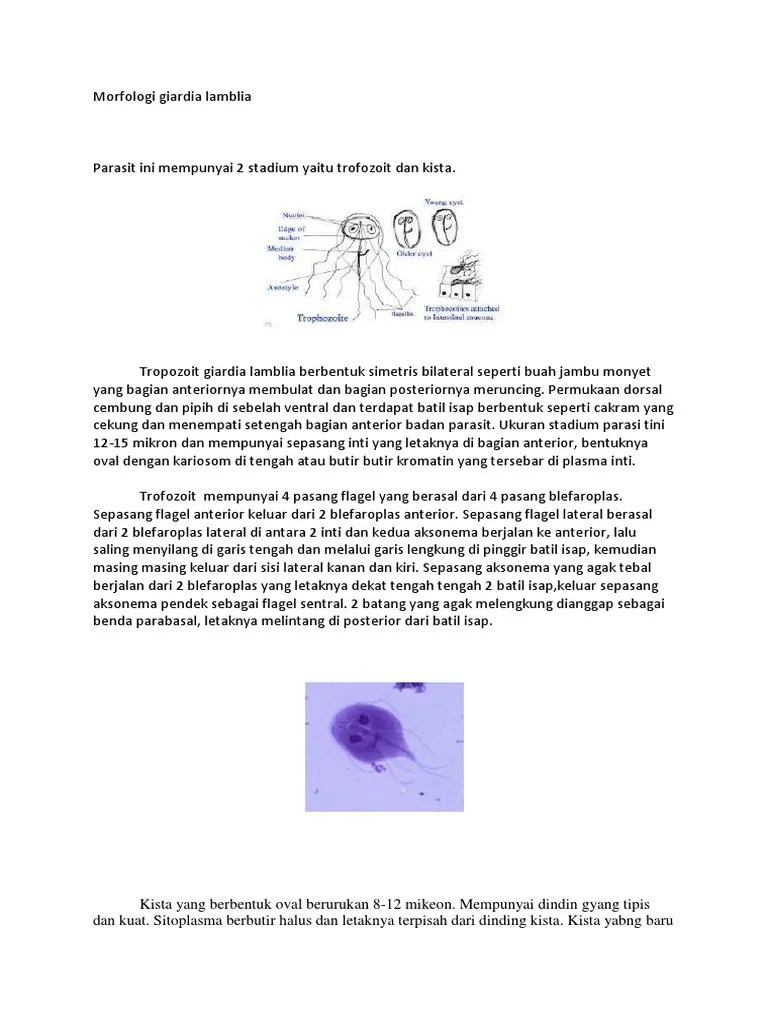 Morfologi Giardia Lamblia | PDF