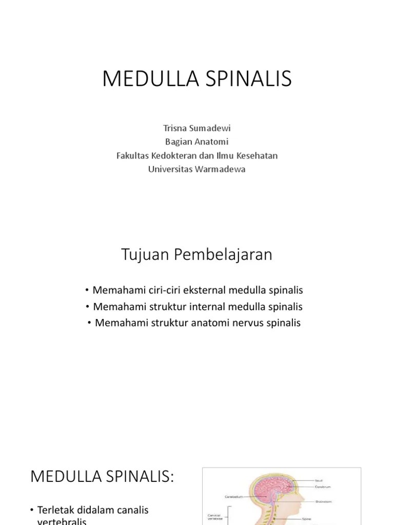 Medulla Spinalis Dan Nervus Spinalis 2018 | PDF