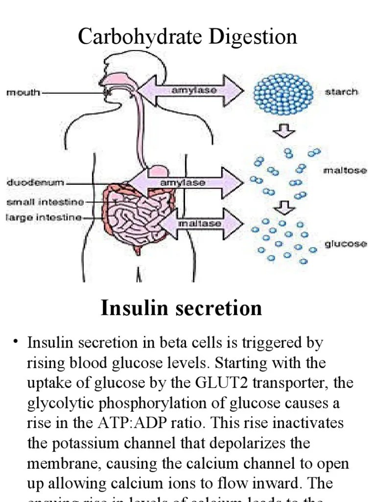 Diabetes Mellitus | PDF | Insulin | Diabetes
