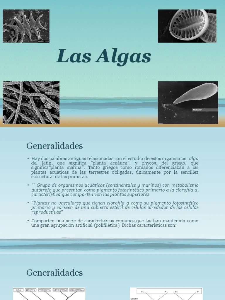 Las Algas.pdf | Clorofila | Fotosíntesis