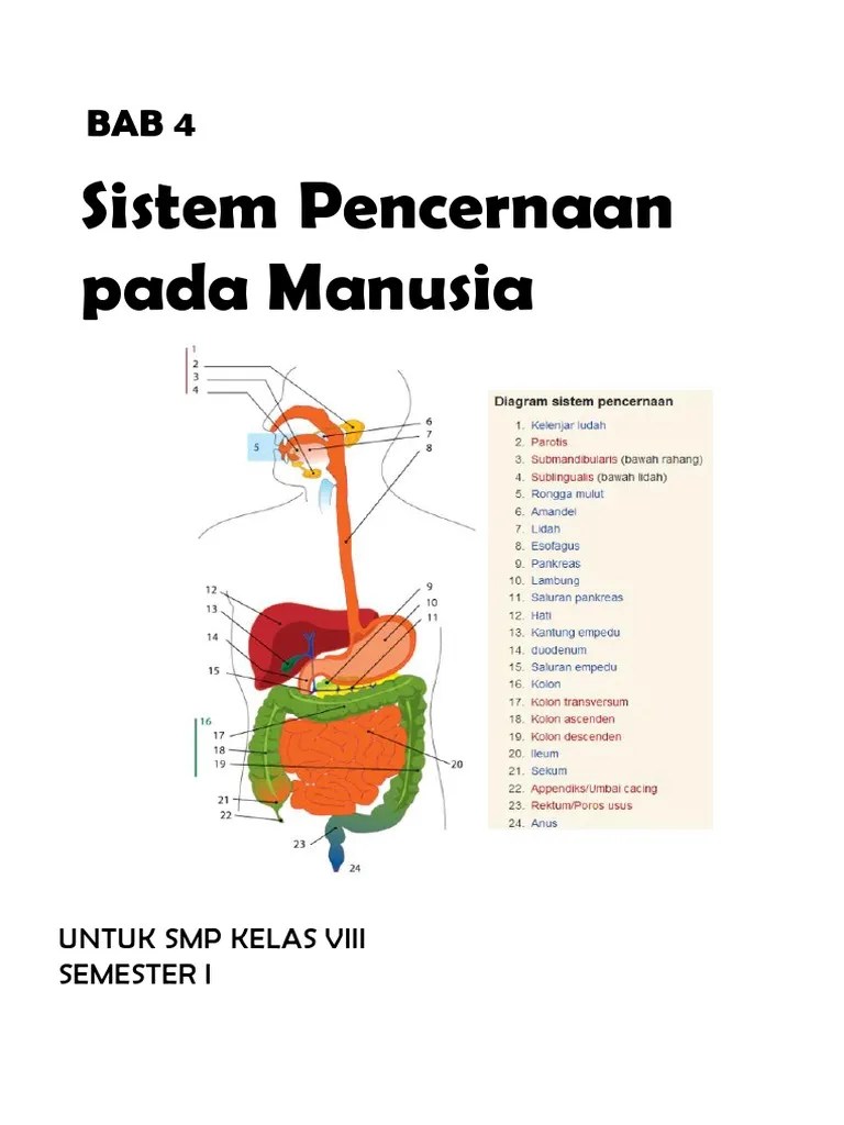 Kelainan atau penyakit pada sistem pencernaan makanan manusia. Bab 4 Sistem Pencernaan Manusia Pdf