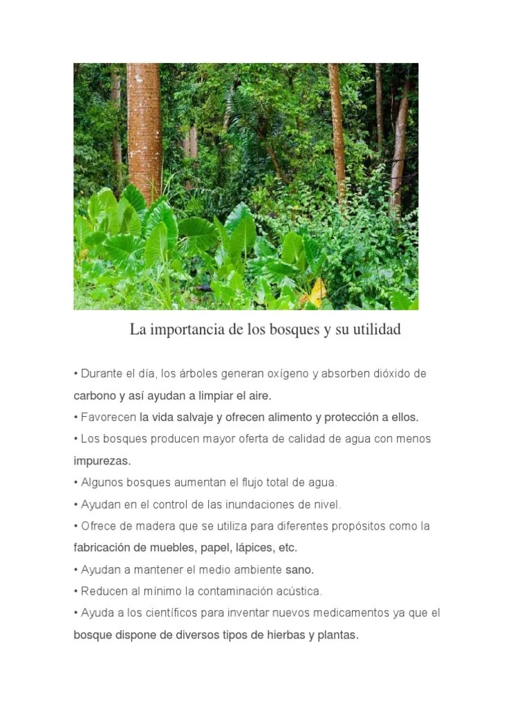 La Importancia De Los Bosques Y Su Utilidad | PDF