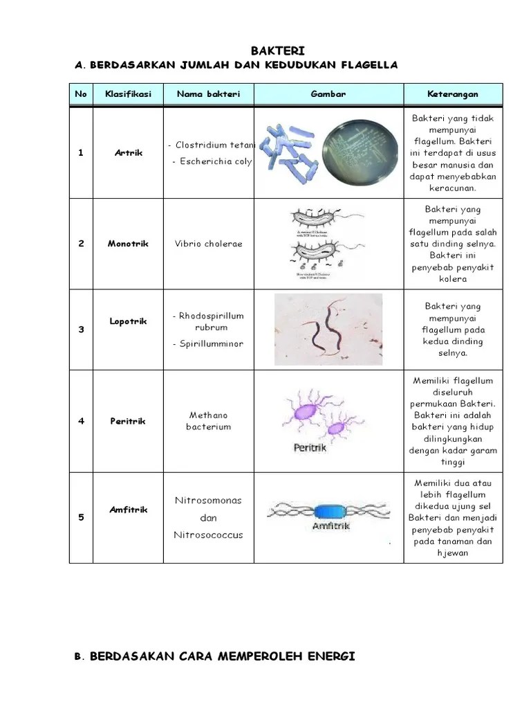 Macam-Macam Bakteri | PDF
