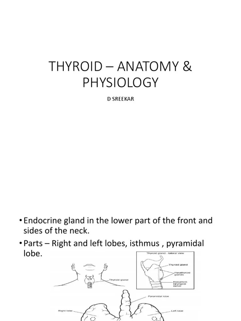 Thyroid Gland Basics | PDF | Thyroid | Thyroid Stimulating Hormone