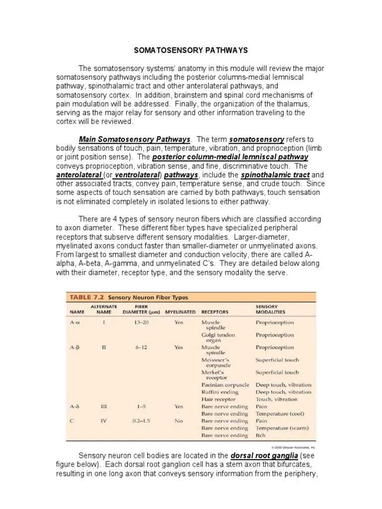 Somatosensory Pathways | PDF | Thalamus | Somatosensory System
