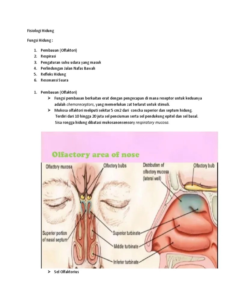 Fisiologi Hidung | PDF