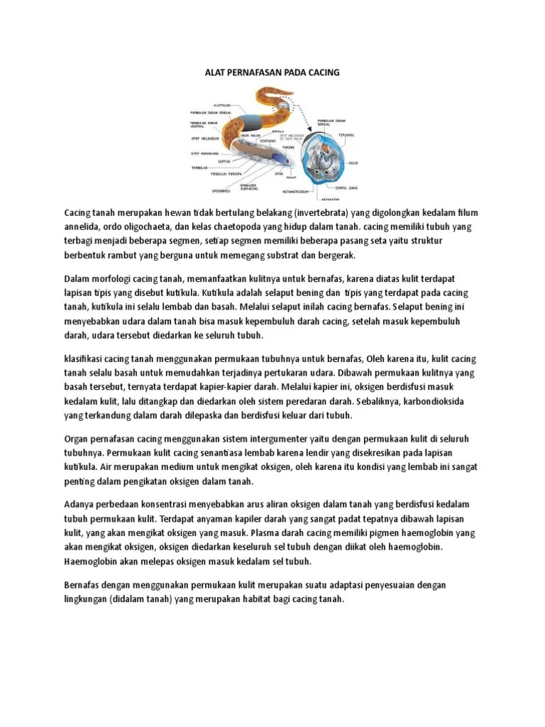 Alat Pernafasan | PDF