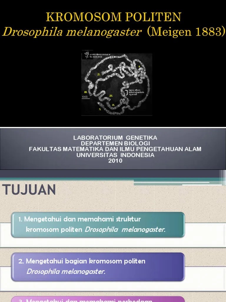 Kromosom Politen Fix | PDF