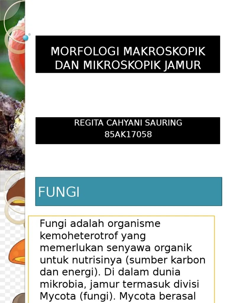 Morfologi Makroskopik Dan Mikroskopik Jamur Gita | PDF