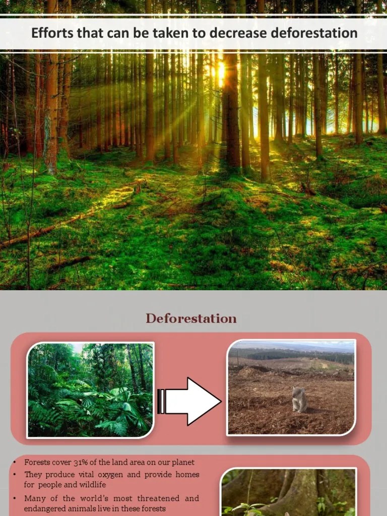 Efforts That Can Be Taken To Decrease Deforestation | PDF | Deforestation | Recycling