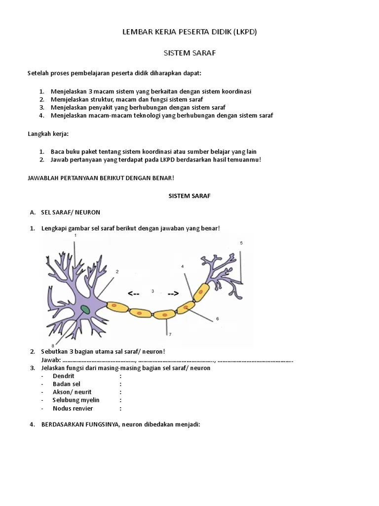 Sel Saraf Dan Fungsinya Masing Masing