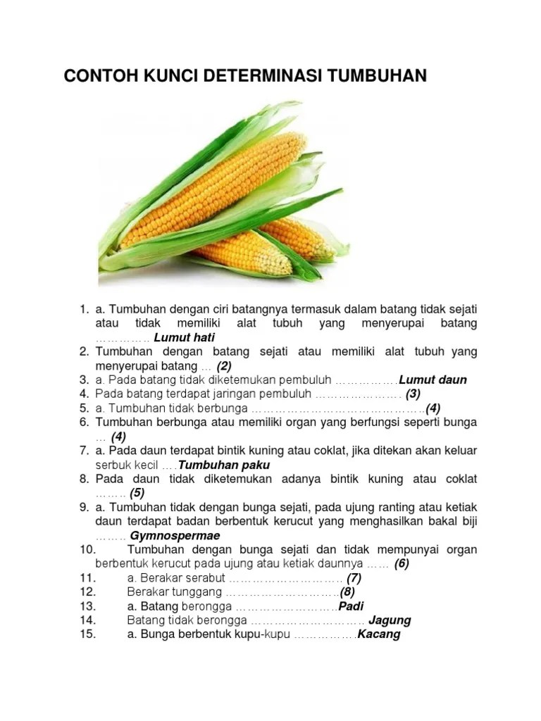 Contoh Kunci Determinasi | PDF