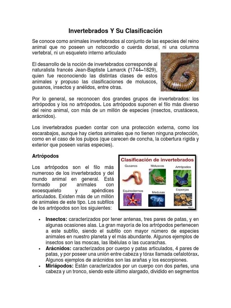 Invertebrados Y Su Clasificación | PDF | Invertebrado | Esqueleto