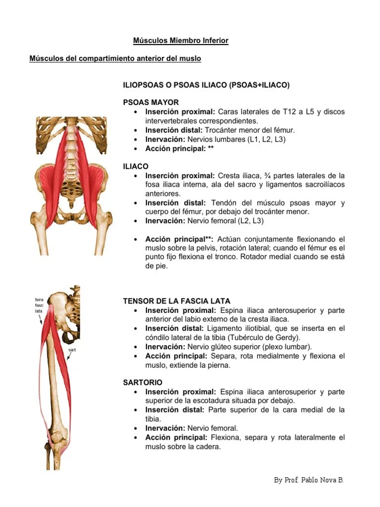 Musculos | PDF | Anatomía Del Miembro Inferior | Extremidades (anatomía)