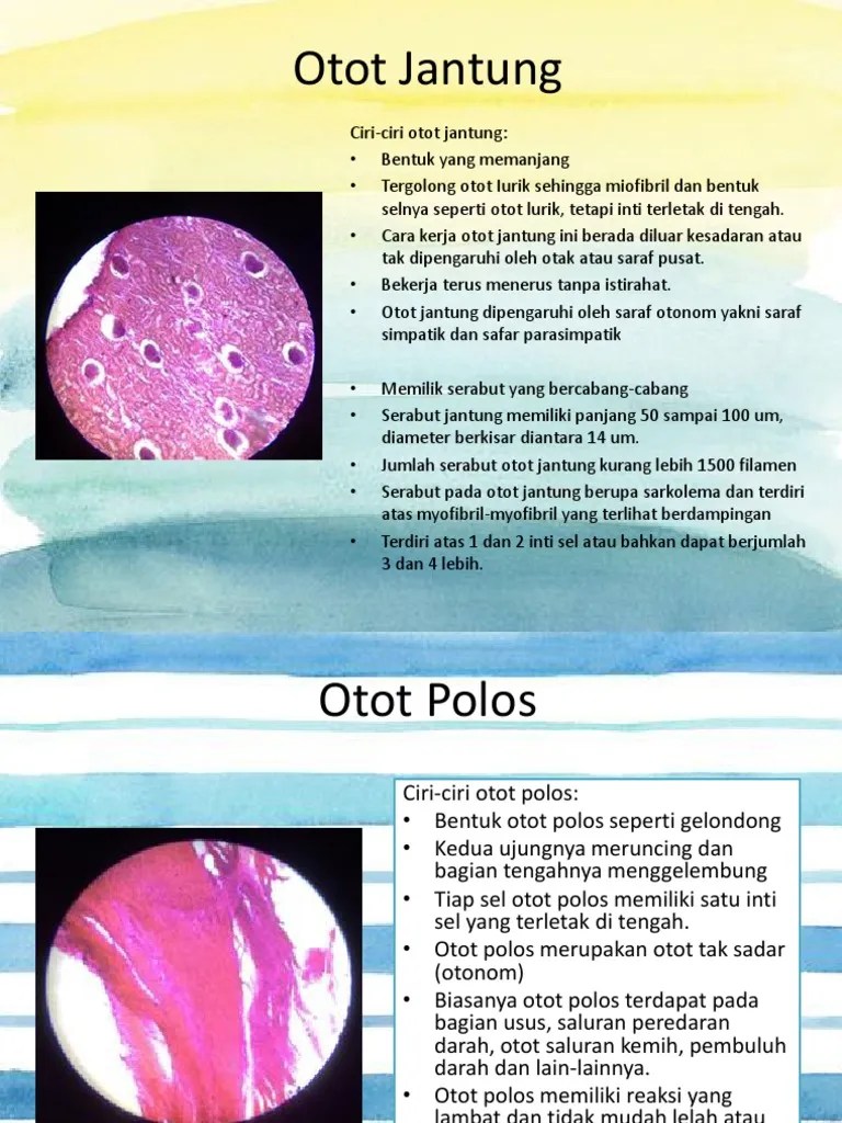 Otot dibagi menjadi 3 jenis yaitu otot lurik, otot polos & otot jantung. Otot