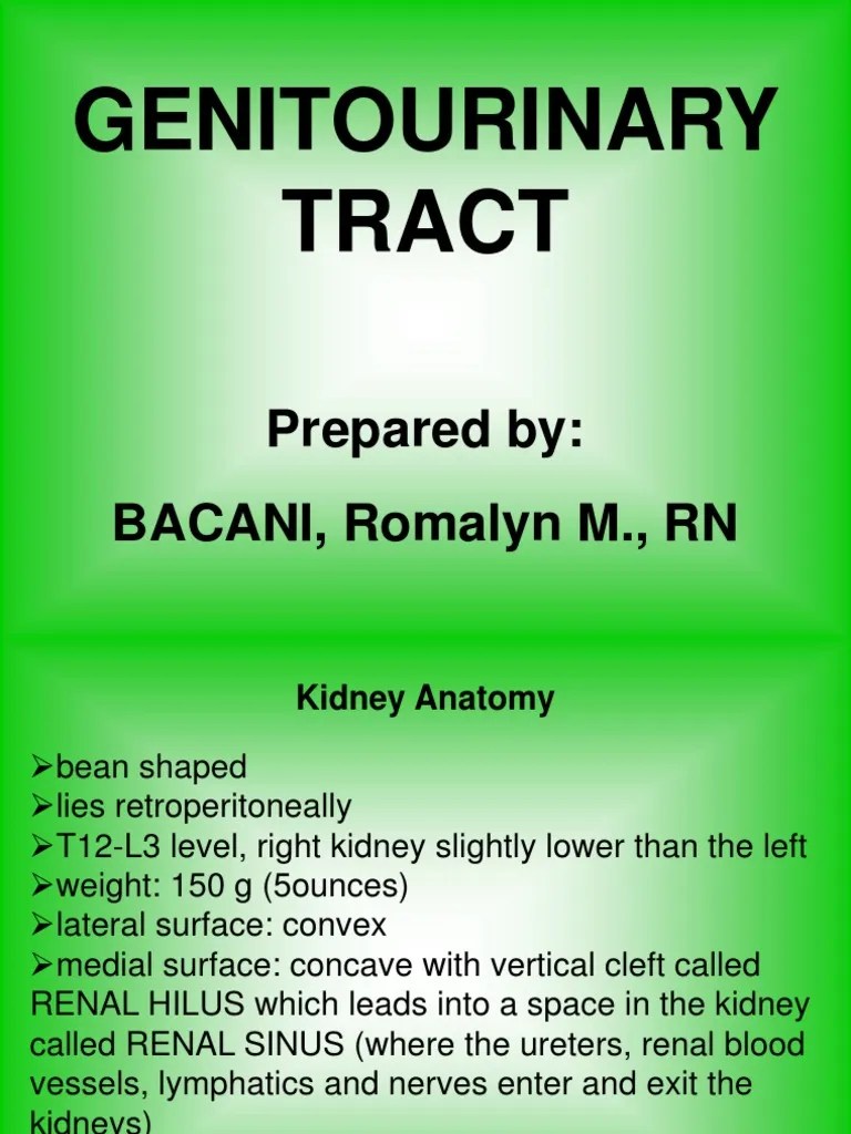 GenitoUrinary Tract Presentation | PDF | Urinary Tract Infection | Kidney