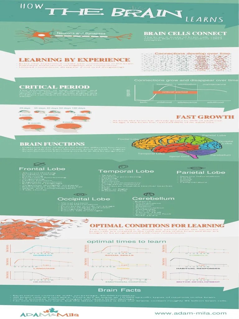 Brain Development Of Children From 0 To 6 Years How The Brain Learns | PDF | Brain | Neuron