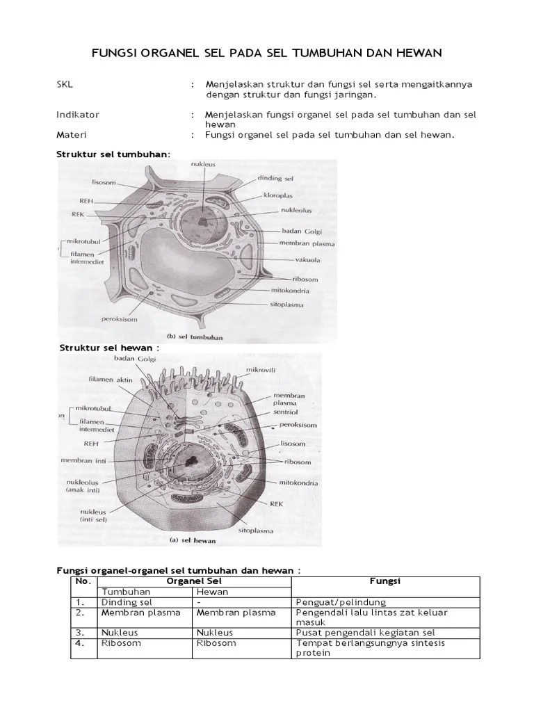 Manakah dari pasangan organel dan fungsinya yang benar?. Fungsi Organel Sel Pada Sel Tumbuhan Dan Hewan Pdf