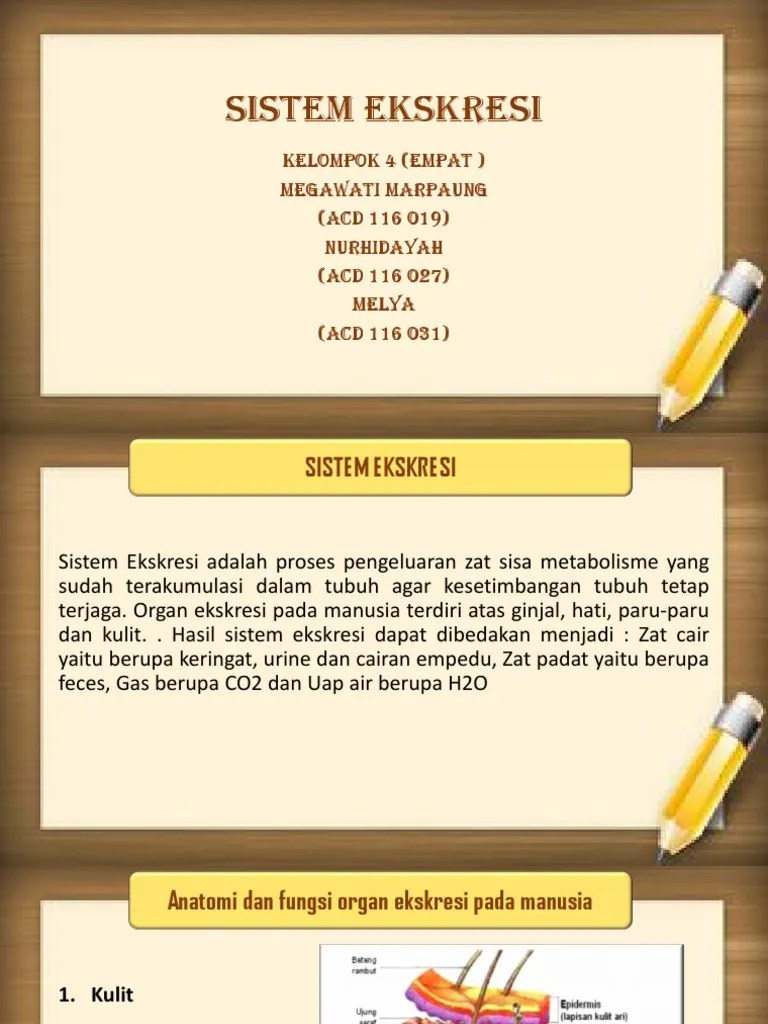 Anfisman Sistem Ekskresi Kelompok 4 | PDF