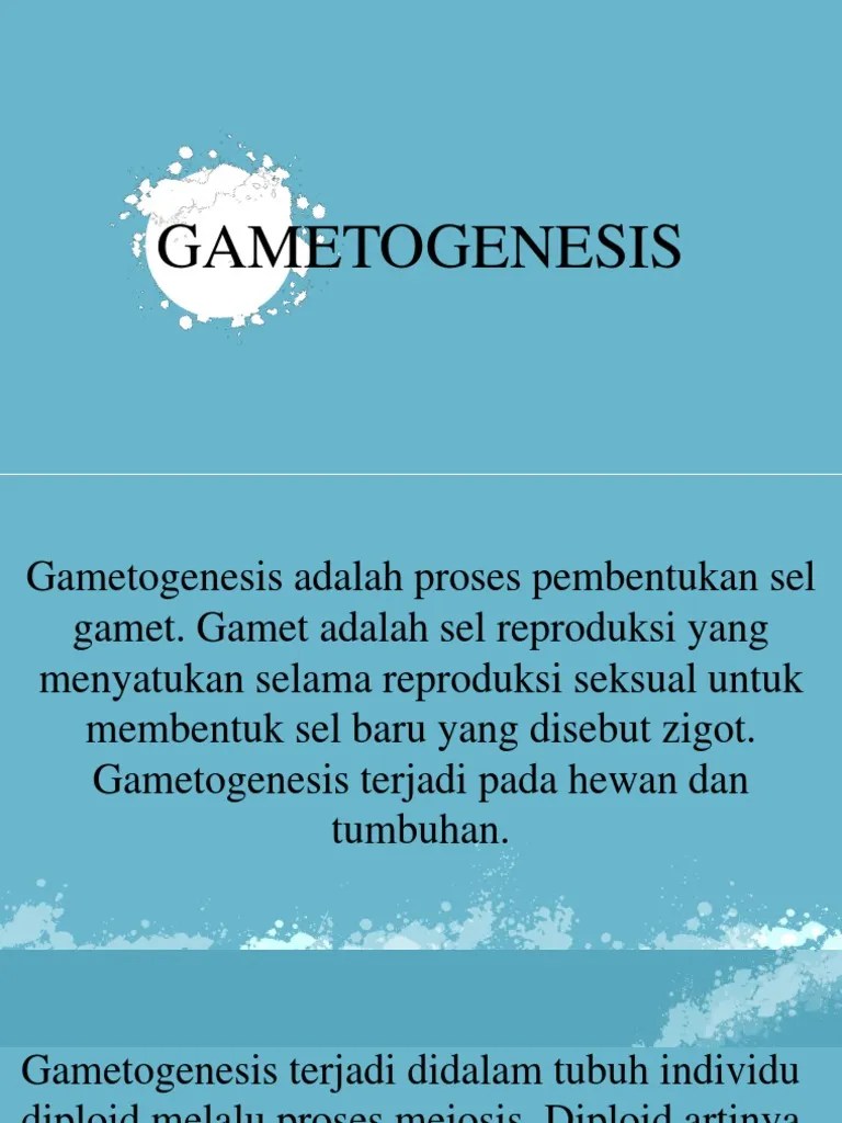 Pembelahan sel pada gametogenesis terjadi secara meiosis. Gametogenesis Pdf