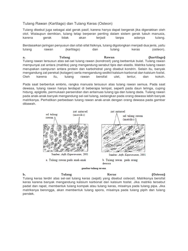 Otot Lunak Otot Keras | PDF